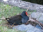 Dusky Moorhen sitting on nest.JPG (184 KB)
